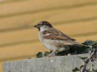 L1130228_House Sparrow.jpg