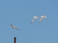 Herring Gulls.jpg