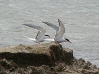 Common Terns.jpg