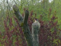 L1180283_Green Woodpecker.jpg