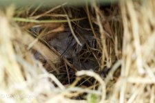 29th.nest.tree.sparrow.2.jpg