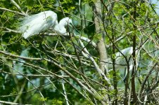 Great Egret swapping nesting duties.jpeg