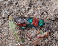 ruby-tailed wasp.jpg