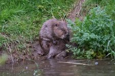 Beaver (5).jpg