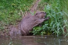 Beaver (10).jpg