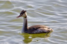 Great Crested Grebe (1).jpeg