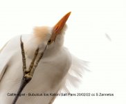 Cattle egret - Bubulcus ibis Kalloni Salt Pans cc S Zannetos.jpg
