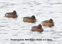 Ferruginous Ducks  Mesa Wetland 180322 cc E Galinou.jpg