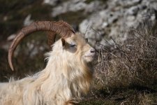 Kashmir Goat (8).jpg