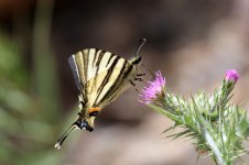 Scarce Swallowtail cr 3.jpg