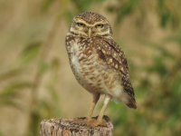 Burrowing Owl 2.JPG