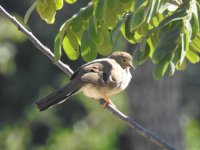 Long-tailed Ground-Dove.JPG