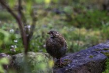 Red-Legged Partridge youngster.jpg