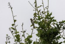 Young Reed Bunting in the tree.jpg