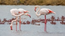 Greater flamingo Phoenicopterus roseus Polichnitos Salt Pans 270922 1.1.jpg