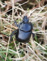 minotaur beetle.jpg