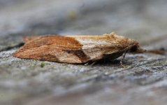 Light Brown Apple Moth 001.jpg