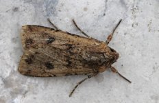 Pearly Underwing 003.jpg