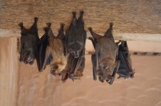Bats in Barra de Navidad, Mexico.jpg