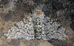 Peppered Moth 030.jpg
