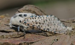 Leopard Moth 030.jpg