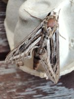 Silver-striped Hawk-moth Hippotion celerio.jpg