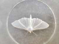 Box-tree Moth Cydalima perspectalis.jpg