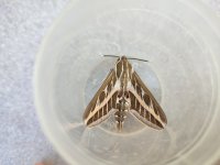 Striped Hawk-moth Hyles livornica.jpg