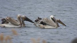 White pelicans Kalloni Salt Pans 28-09-23 cc Craig Shaw.jpg