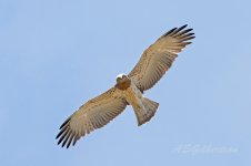 Short-toed-Eagle-(240)-Trafico-fbook.jpg