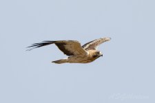 Booted-Eagle-(406)-Cascabel-fbook.jpg
