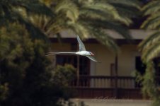 Tropicbird-(52)-from-our-roof-fbook.jpg