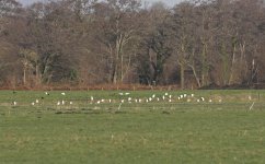 A Cattle Egret Group 005 (40).jpg