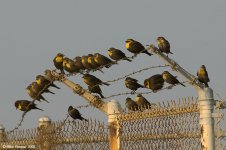 yellowHeadedBlackbirds_X0199_29l.jpg