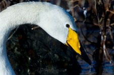 Whooper-Swan-(22)-fbook.jpg