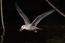 Herring-Gull-(23)-fbook.jpg