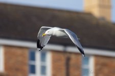 Herring-Gull-(58)-fbook.jpg
