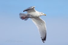 Herring-Gull-(96)-fbook.jpg