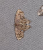 Dysrhombia longipennis (1).JPG