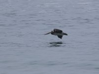 pelican flying.JPG