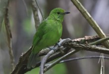 14 Lesser Green Leafbird.jpg
