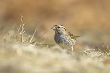 white thoated sparrow.jpg