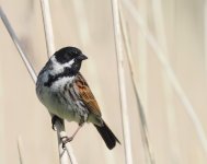 Reed Bunting_Girdle Ness_110524a.jpg