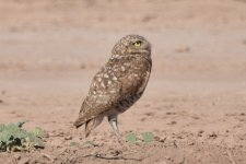 Burrowing Owl 2024-05-12.JPG