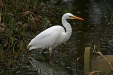 Great White Egret - Astley (1).jpg