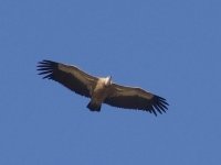 L1250738_Griffon Vulture.jpg
