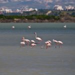 Flamingo1.jpg