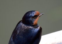 Swallow (R)-1.jpg