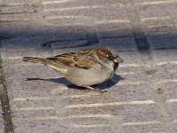 L1250784_House Sparrow.jpg