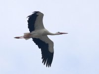 L1250806_Stork in flight.jpg
